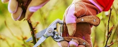 Ağalarınızın ve ieklerinizin Budanması