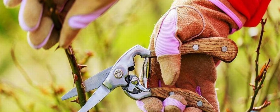 Ağalarınızın ve ieklerinizin Budanması